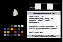 Foto (Objekt + Etikett) von Goniodromites bidentatus (Reuss, 1858)  (NHMW-GEO-1990-0041-3945)
